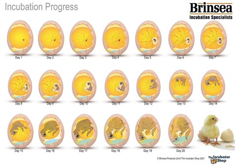 Growth Egg .